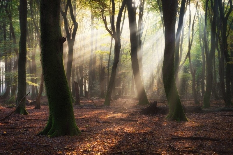 漫漫森林之光 原来树林也可以拍出诗意感